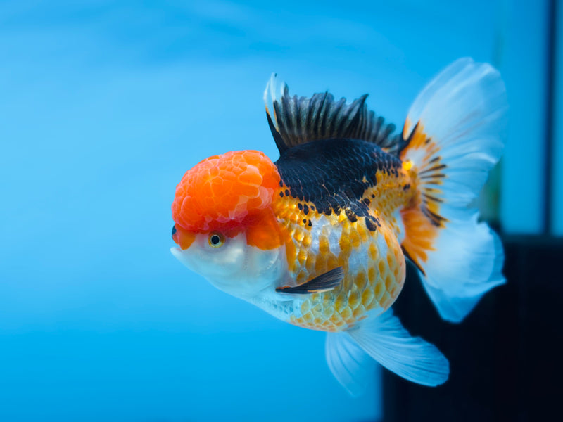 Thai 3 Color Oranda 4.5'' Male (KP-250) R1B12