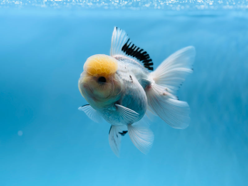 Thai Panda Oranda 4'' Female (KP-255) R1B10