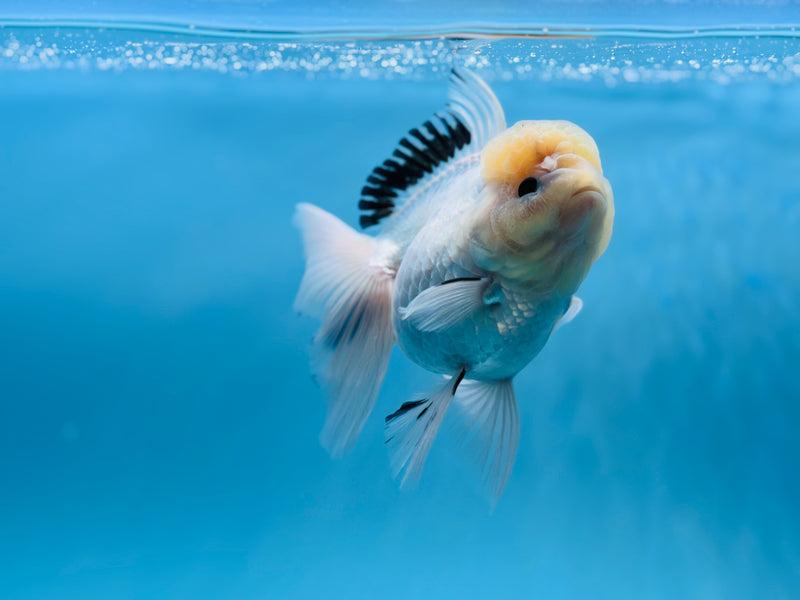 Thai Panda Oranda 4'' Female (KP-255) R1B10