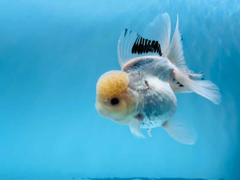 Thai Panda Oranda 4'' Female (KP-255) R1B10