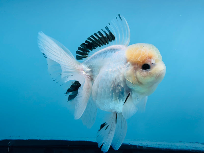 Thai Panda Oranda 4'' Female (KP-255) R1B10