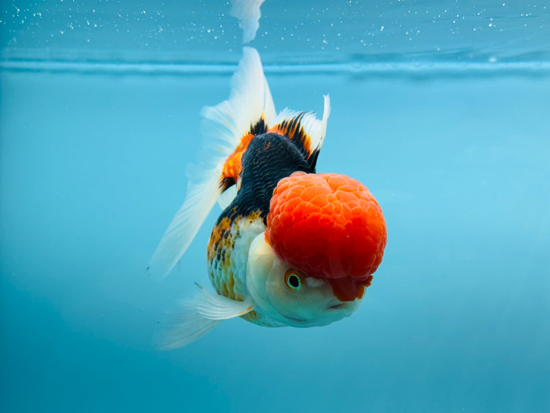 Thai 3 Color Oranda 4'' Female (KP-256) R1B10