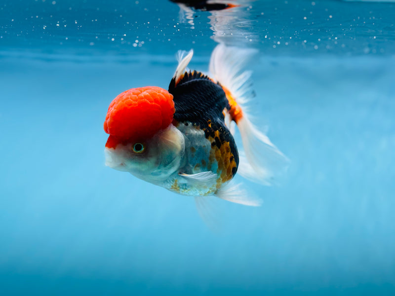 Thai 3 Color Oranda 4'' Female (KP-256) R1B10