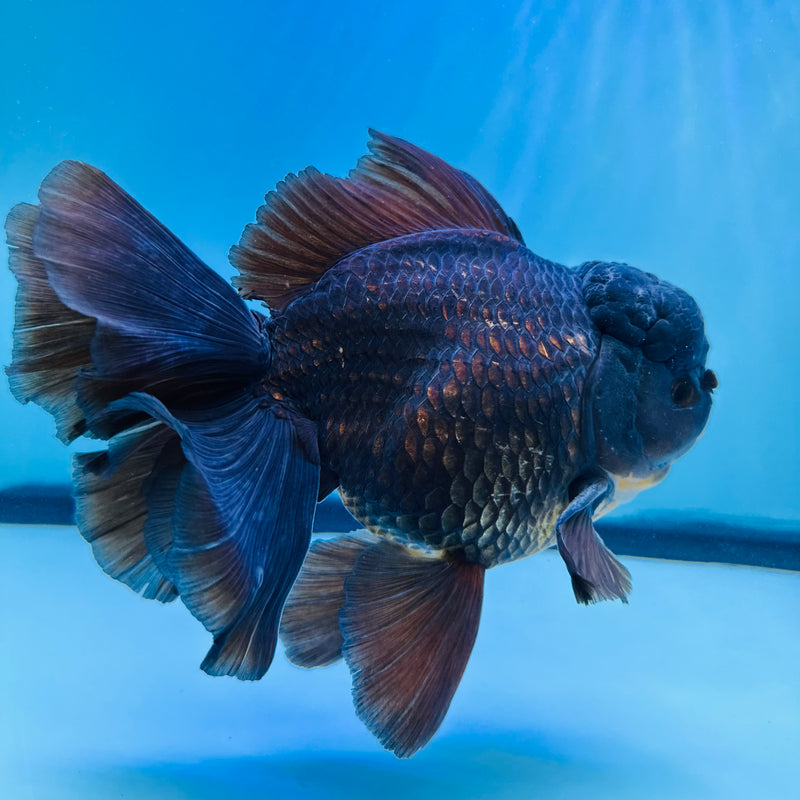 Thai Premium Jumbo Oranda 4.50 inch Body Oranda (QGF-JO1016)