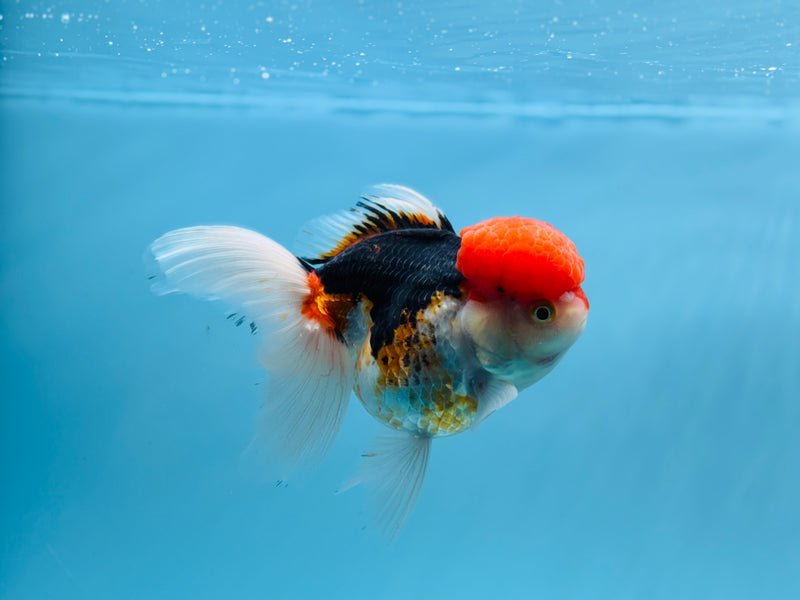 Thai 3 Color Oranda 4'' Female (KP-256) R1B10