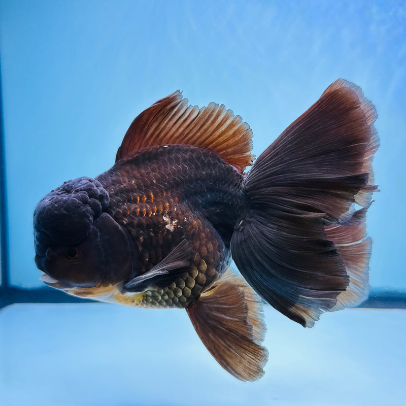 Thai Premium Jumbo Oranda 4.50 inch Body Oranda (QGF-JO1016)