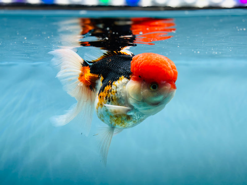 Thai 3 Color Oranda 4'' Female (KP-256) R1B10