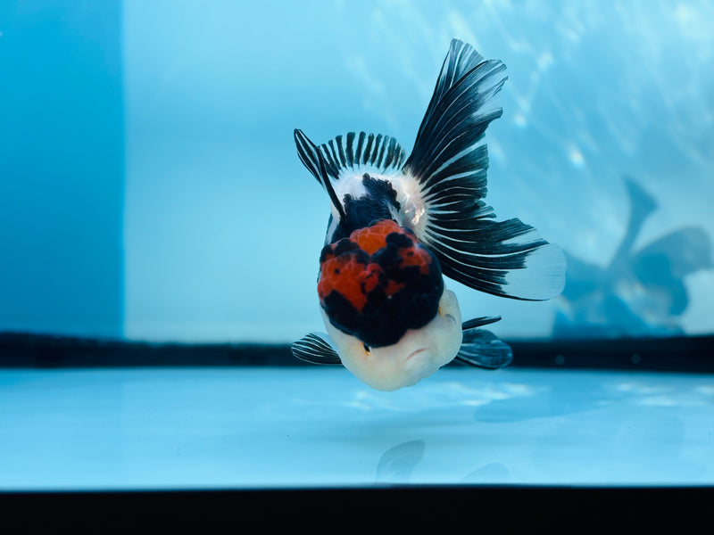Thai 3 Color Oranda 4'' Female (KP-257) R1B10