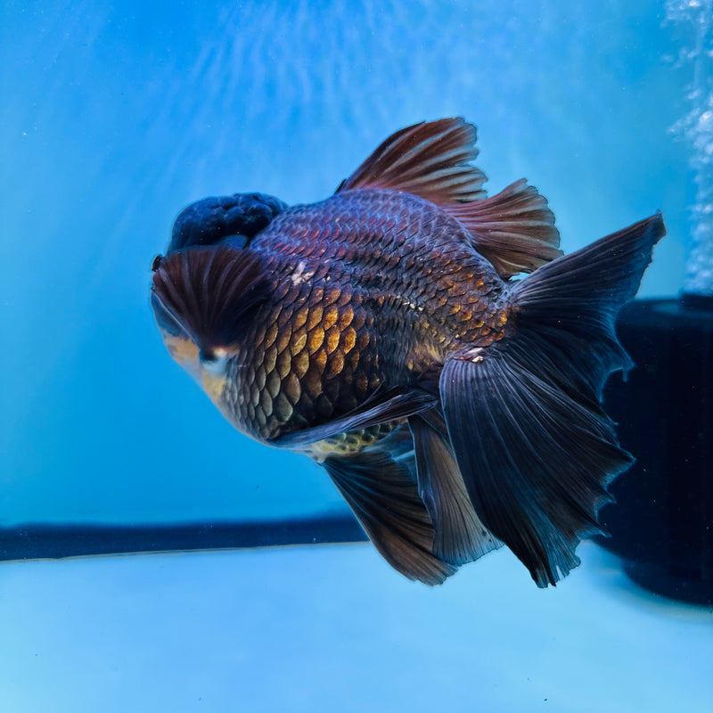 Thai Premium Jumbo Oranda 4.50 inch Body Oranda (QGF-JO1016)