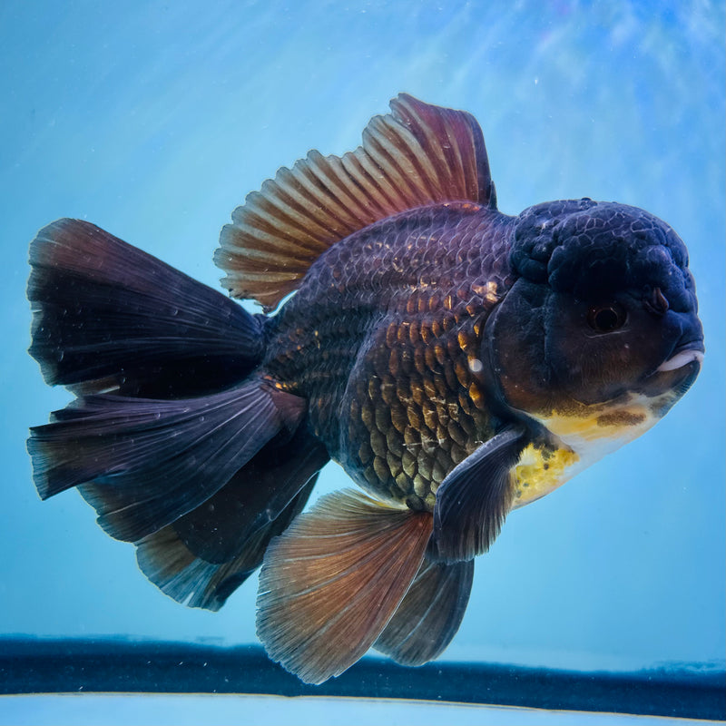 Thai Premium Jumbo Oranda 4.50 inch Body Oranda (QGF-JO1016)