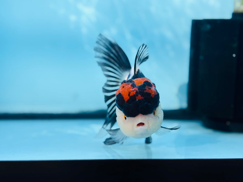 Thai 3 Color Oranda 4'' Female (KP-257) R1B10