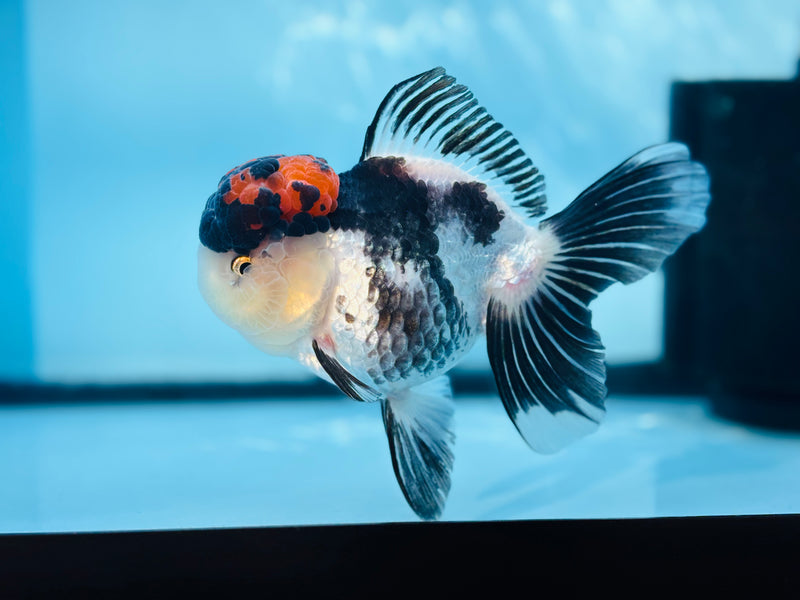 Thai 3 Color Oranda 4'' Female (KP-257) R1B10