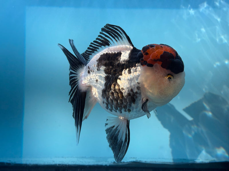 Thai 3 Color Oranda 4'' Female (KP-257) R1B10