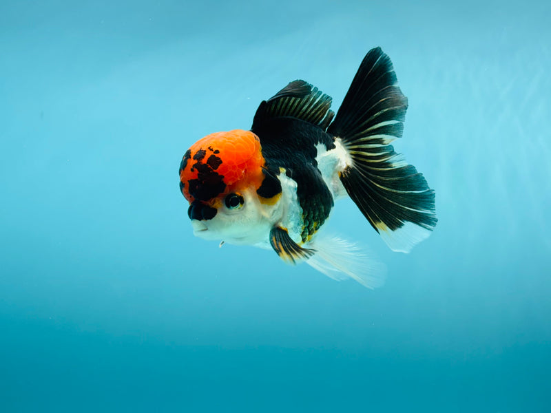 Thai 3 Color Oranda 3'' Male (KP-262) R1B11