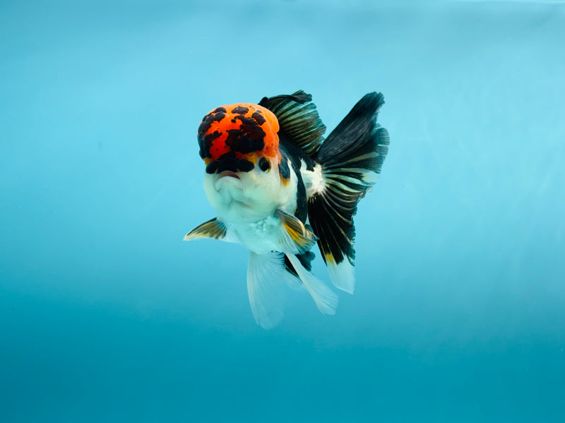 Thai 3 Color Oranda 3'' Male (KP-262) R1B11