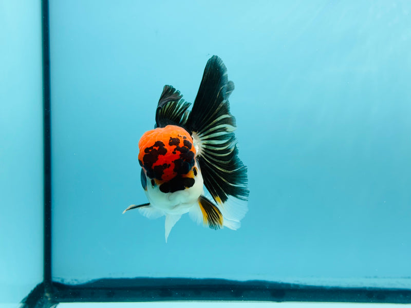 Thai 3 Color Oranda 3'' Male (KP-262) R1B11