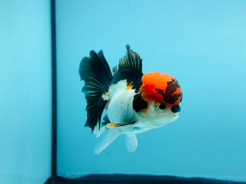 Thai 3 Color Oranda 3'' Male (KP-262) R1B11