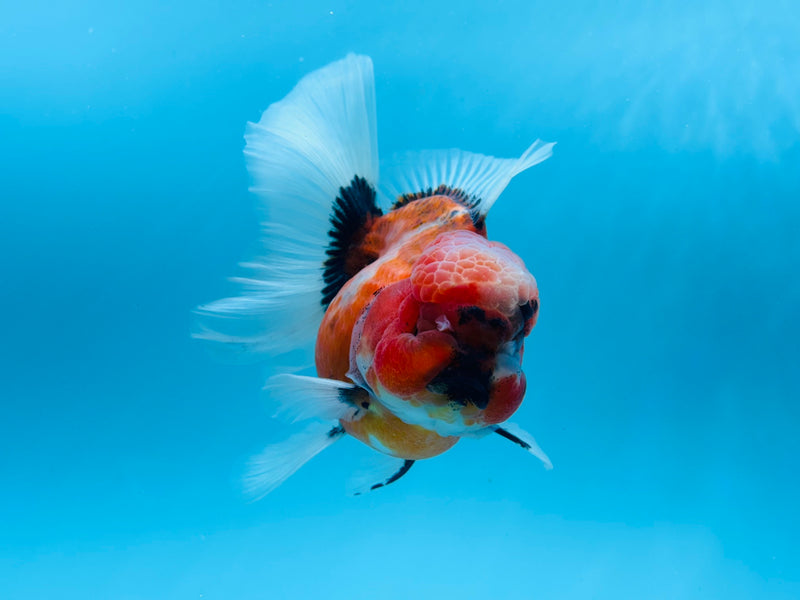 Thai Calico Oranda Peacock Tail 4'' Female (KP-263) R1B09