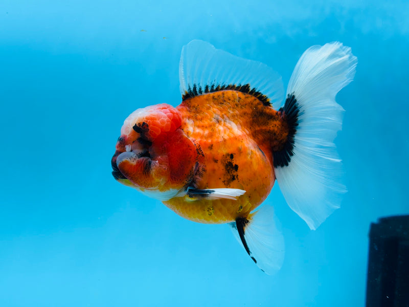 Thai Calico Oranda Peacock Tail 4'' Female (KP-263) R1B09