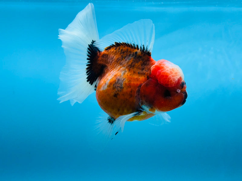 Thai Calico Oranda Peacock Tail 4'' Female (KP-263) R1B09
