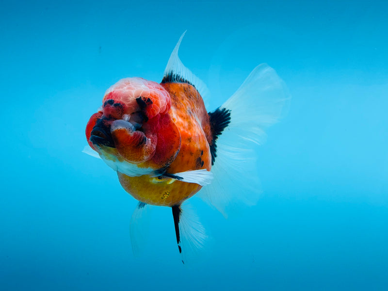 Thai Calico Oranda Peacock Tail 4'' Female (KP-263) R1B09