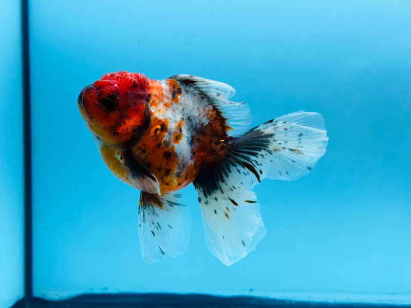 Thai Calico Oranda Peacock Tail 4'' Male (KP-264) R1B09