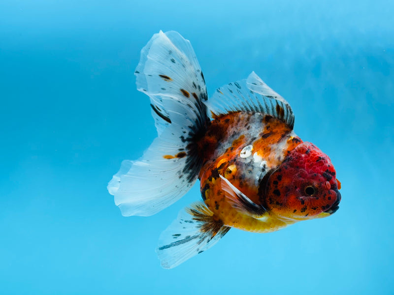 Thai Calico Oranda Peacock Tail 4'' Male (KP-264) R1B09