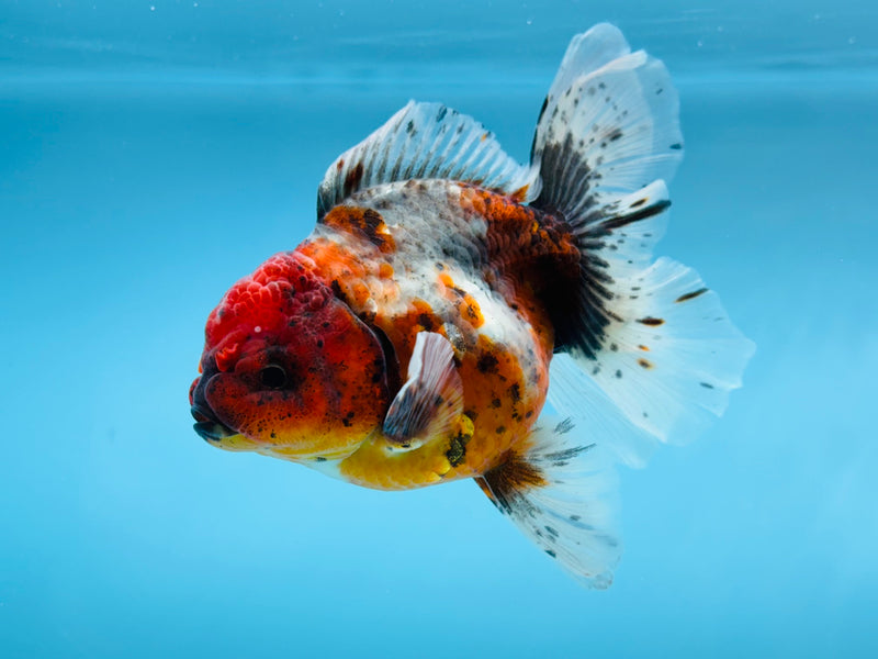Thai Calico Oranda Peacock Tail 4'' Male (KP-264) R1B09