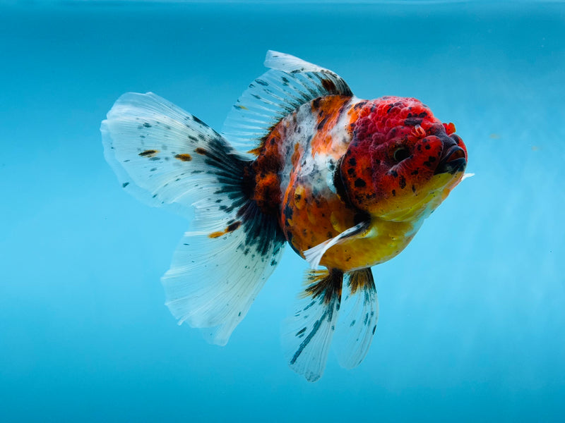 Thai Calico Oranda Peacock Tail 4'' Male (KP-264) R1B09