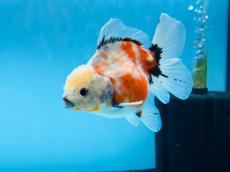 Thai Calico Oranda Peacock Tail 4'' Female (KP-265) R1B09