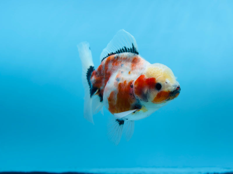 Thai Calico Oranda Peacock Tail 4'' Female (KP-265) R1B09