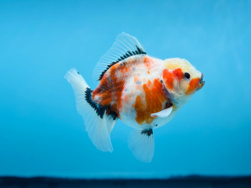 Thai Calico Oranda Peacock Tail 4'' Female (KP-265) R1B09