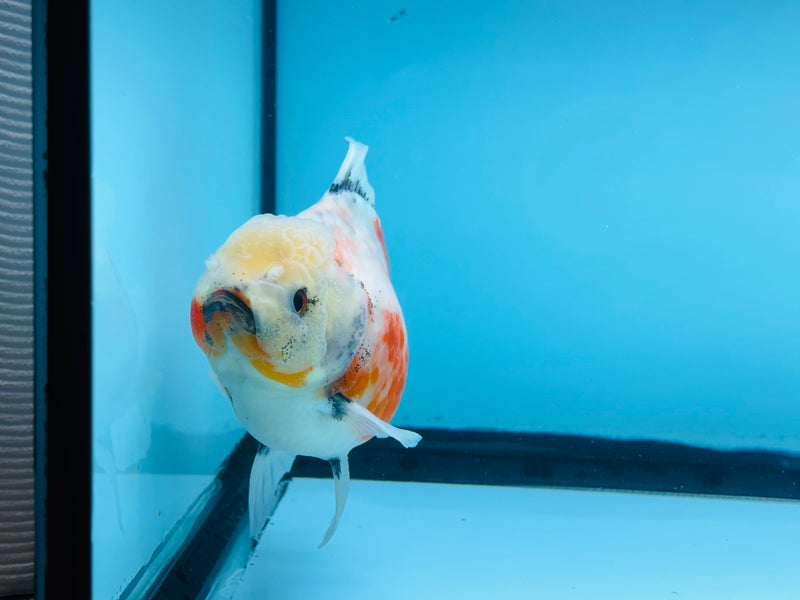 Thai Calico Oranda Peacock Tail 4'' Female (KP-265) R1B09