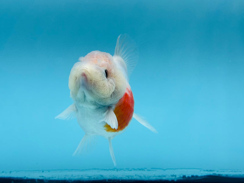 Thai Sakura Oranda  3.5'' Female (KP-266) R1B09