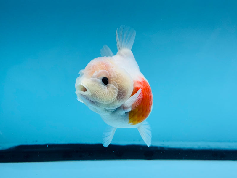 Thai Sakura Oranda  3.5'' Female (KP-266) R1B09