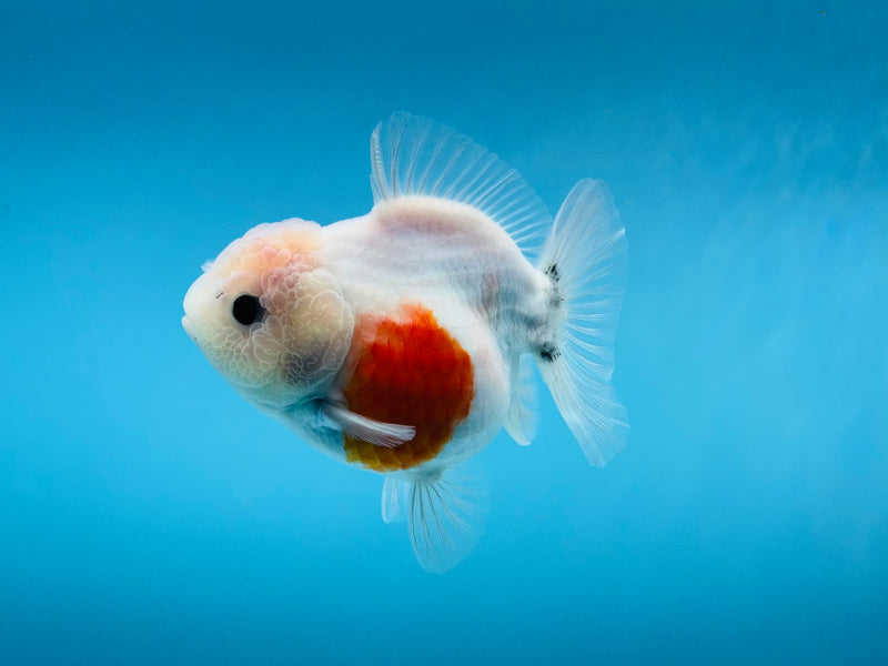 Thai Sakura Oranda  3.5'' Female (KP-266) R1B09