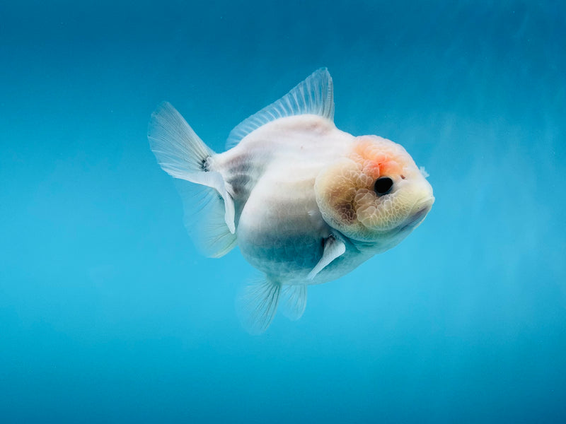 Thai Sakura Oranda  3.5'' Female (KP-266) R1B09