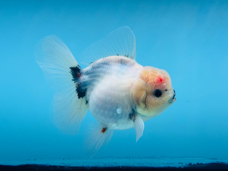 Thai Sakura Oranda  4'' Male (KP-267) R1B08