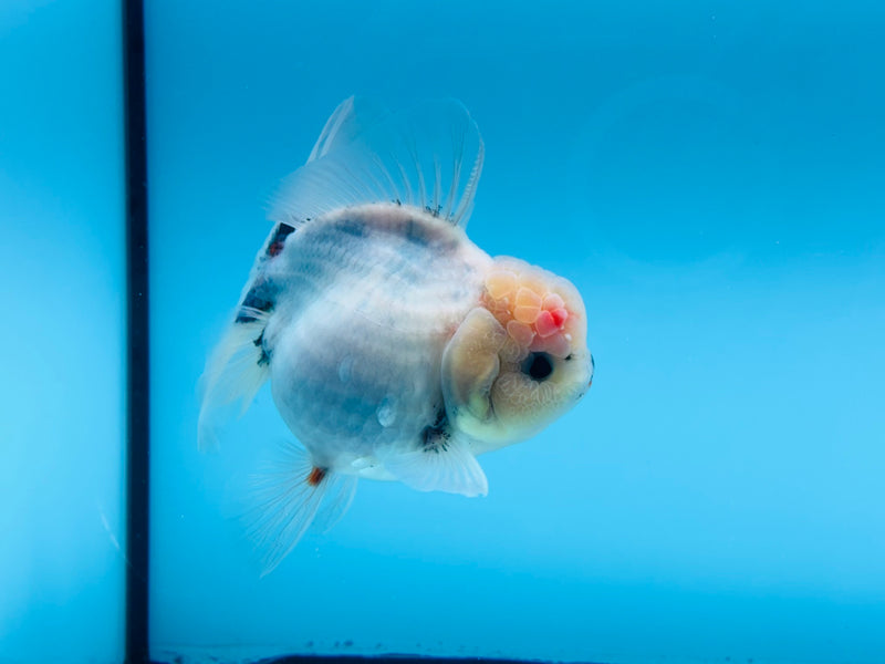 Thai Sakura Oranda  4'' Male (KP-267) R1B08