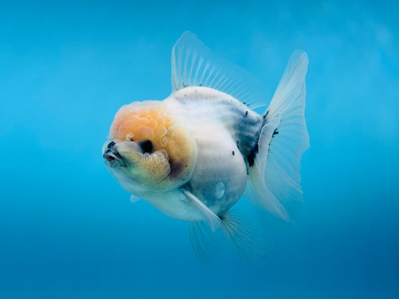 Thai Sakura Oranda  4'' Male (KP-267) R1B08