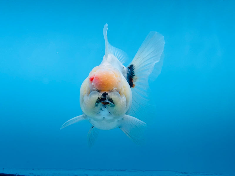 Thai Sakura Oranda  4'' Male (KP-267) R1B08