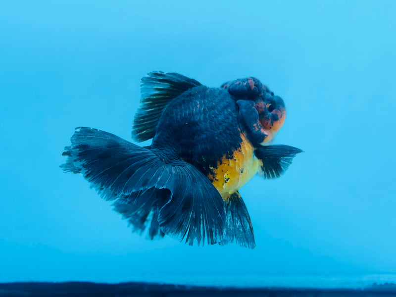 Thai Kirin Oranda  4'' Male (KP-268) R1B08