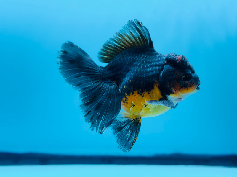 Thai Kirin Oranda  4'' Male (KP-268) R1B08