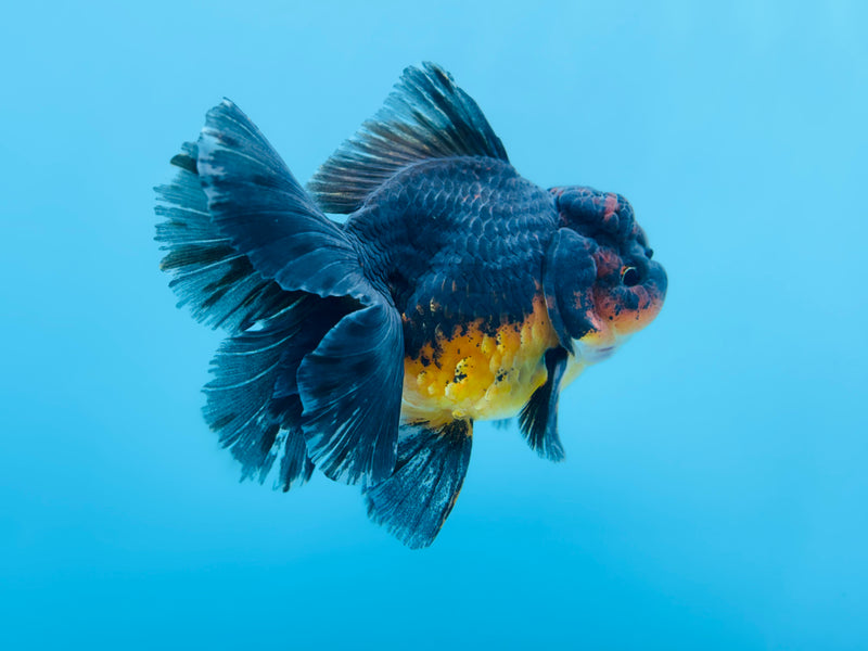Thai Kirin Oranda  4'' Male (KP-268) R1B08