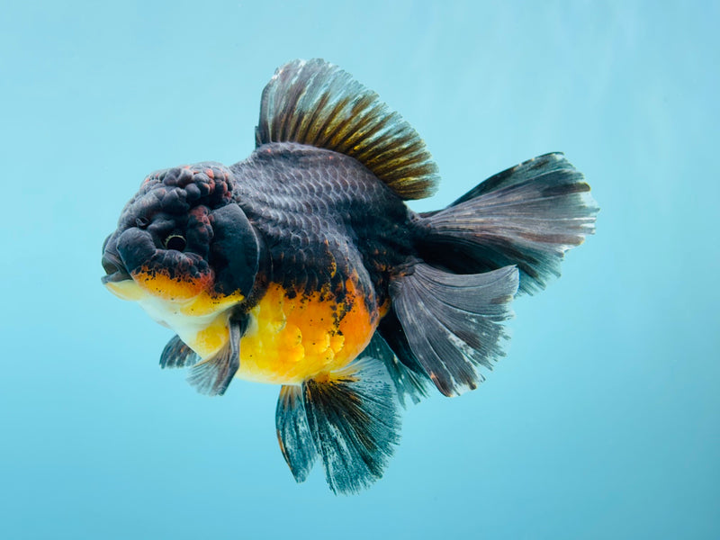 Thai Kirin Oranda  4'' Male (KP-268) R1B08