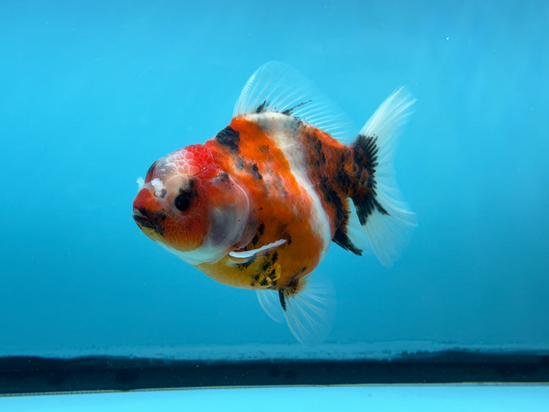 Thai Calico Oranda  4'' Male (KP-269) R1B08