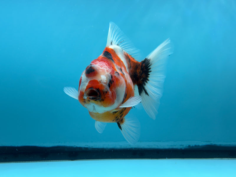 Thai Calico Oranda  4'' Male (KP-269) R1B08