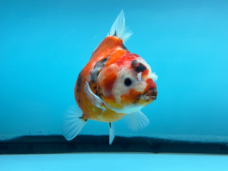 Thai Calico Oranda  4'' Male (KP-269) R1B08