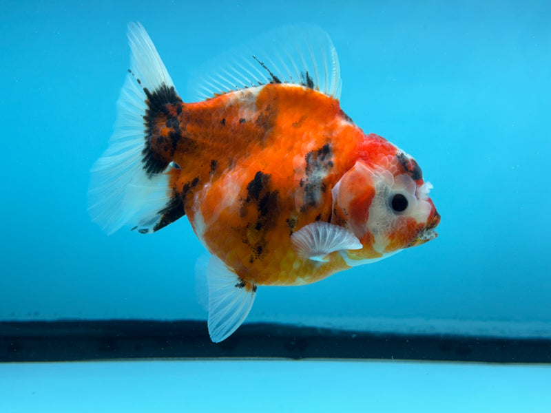 Thai Calico Oranda  4'' Male (KP-269) R1B08