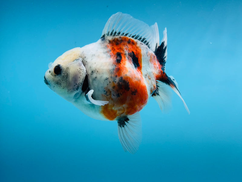 Thai Calico Oranda  4'' Male (KP-270) R1B08